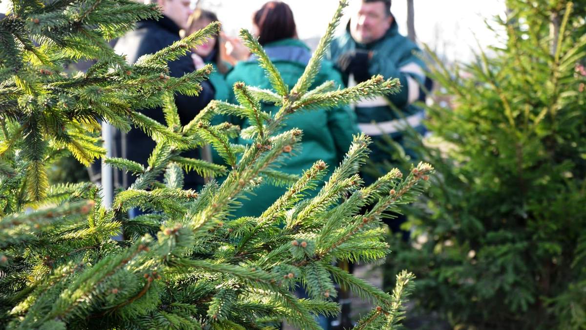 Замість МАФів: у київському парку висадили нові дерева - Тренди Замість МАФів: у київському парку висадили нові дерева - Тренди