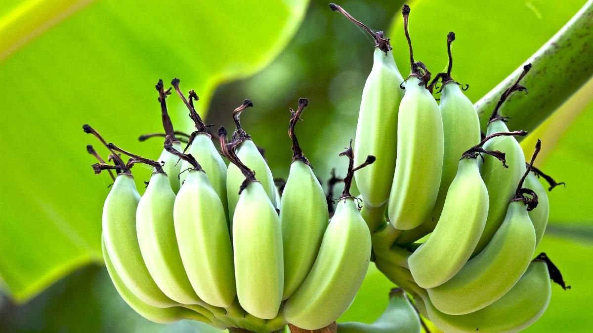 Вирощувати банани вдома – легко: детальна інструкція від тих, хто давно ними смакує