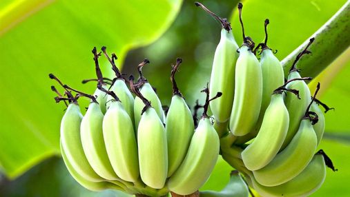 Выращивать бананы дома – легко: детальная инструкция от тех, кто давно ими смакует
