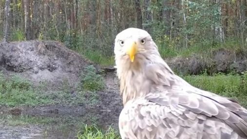 Там де немає людини: дослідники показали як живуть дикі птахи у Чорнобилі