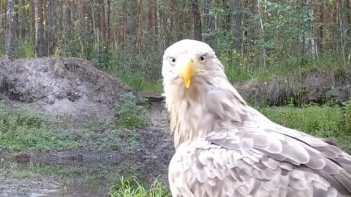 Там де немає людини: дослідники показали як живуть дикі птахи у Чорнобилі - Новини Києва - Київ