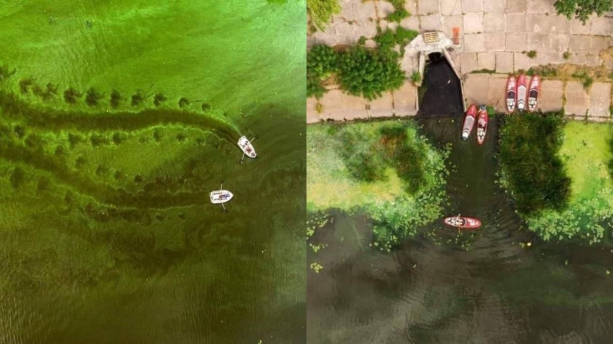 Зелене пюре замість річки: експерти пояснили катастрофу з водою у Дніпрі - Новини Черкас - 24 Канал