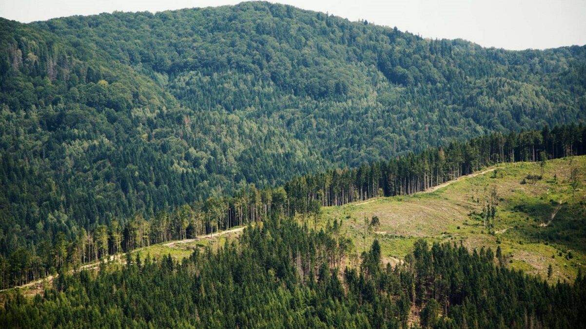 Миллиард высаженных деревьев за 3 года: в Украине стартует президентская программа "Зеленая стра - Тренды