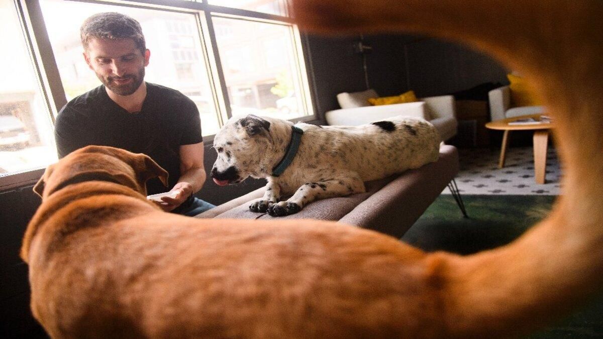 В Америке создали корм для собак из искусственных белков - Тренды В Америке создали корм для собак из искусственных белков - Тренды