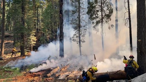 Щоб уберегти від лісової пожежі: найбільше дерево у світі загорнули в "ковдру"