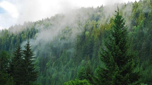 Уряд планує вкрити лісами 20% території України