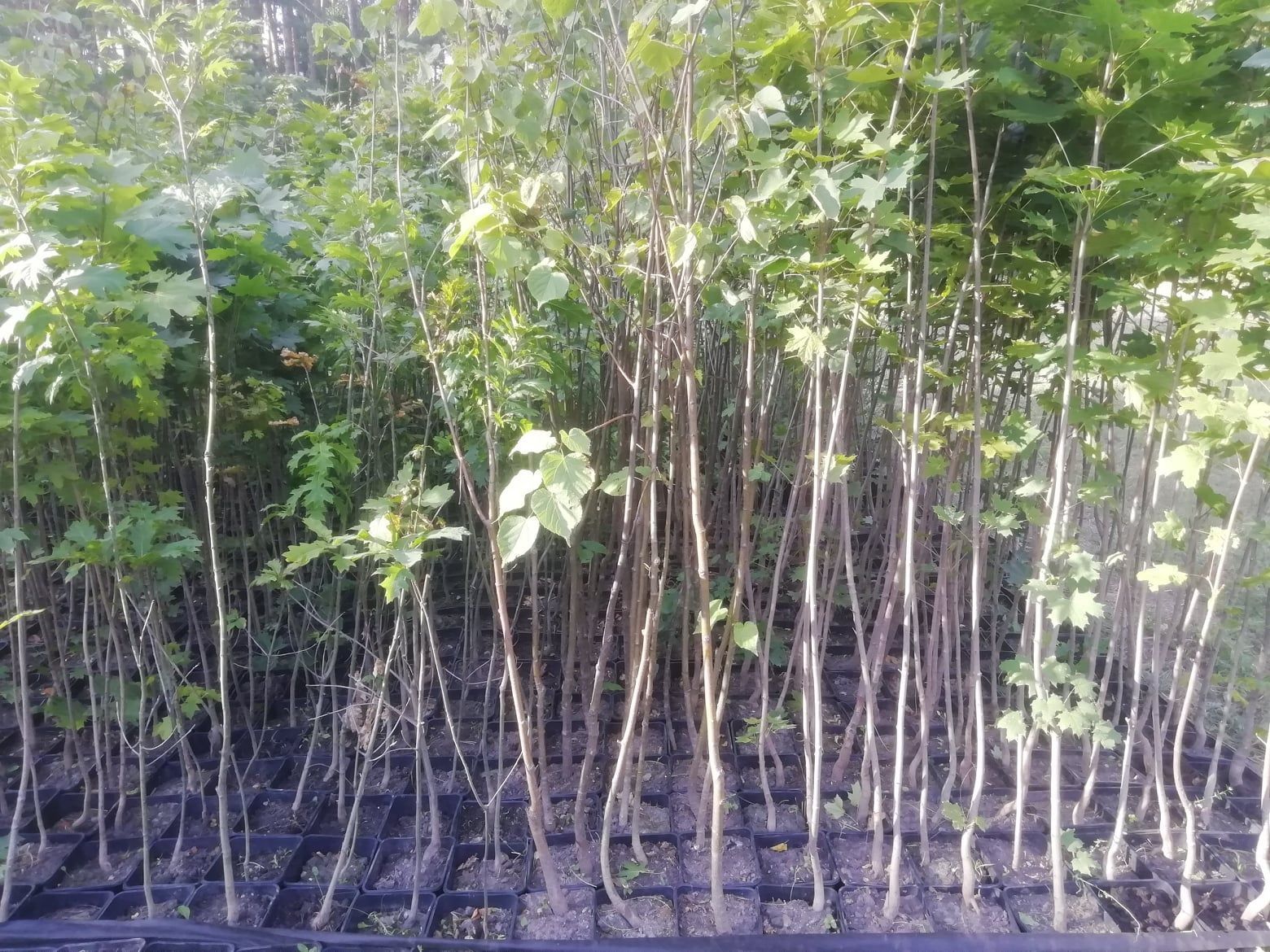 У Києві дарують саджанці дерев: як отримати - Тренди У Києві дарують саджанці дерев: як отримати - Тренди