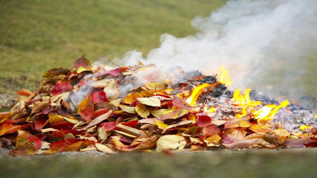 Чому спалювати сухе листя – не вихід, та як правильно його утилізувати - Тренди