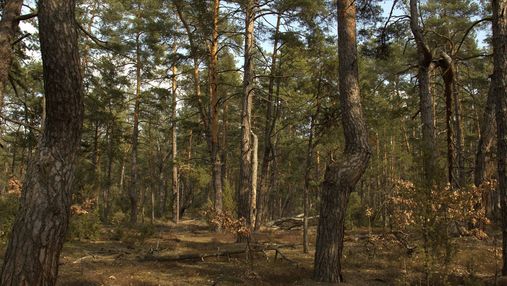 У Київській області з'явився перший природний ліс
