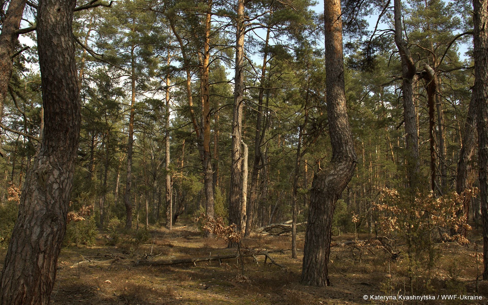 В Киевской области появился первый природный лес: почему это важно - Тренды