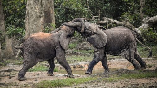 Африканські слони еволюціонували через браконьєрів