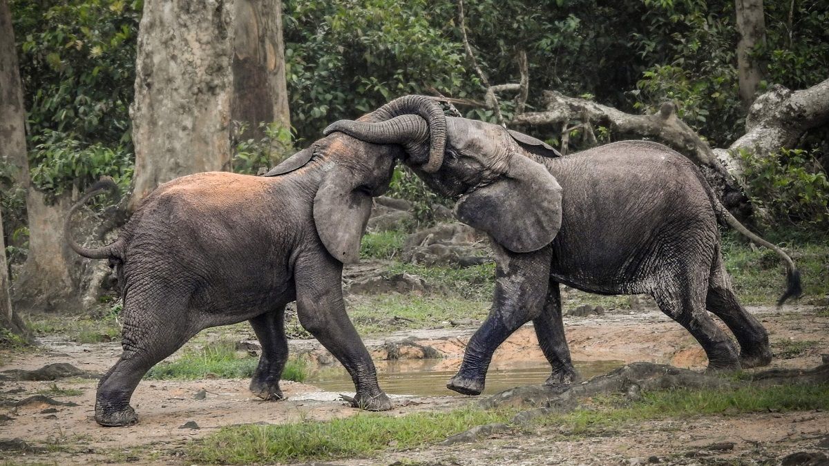 Африканские слоны эволюционировали из-за браконьеров - Тренды