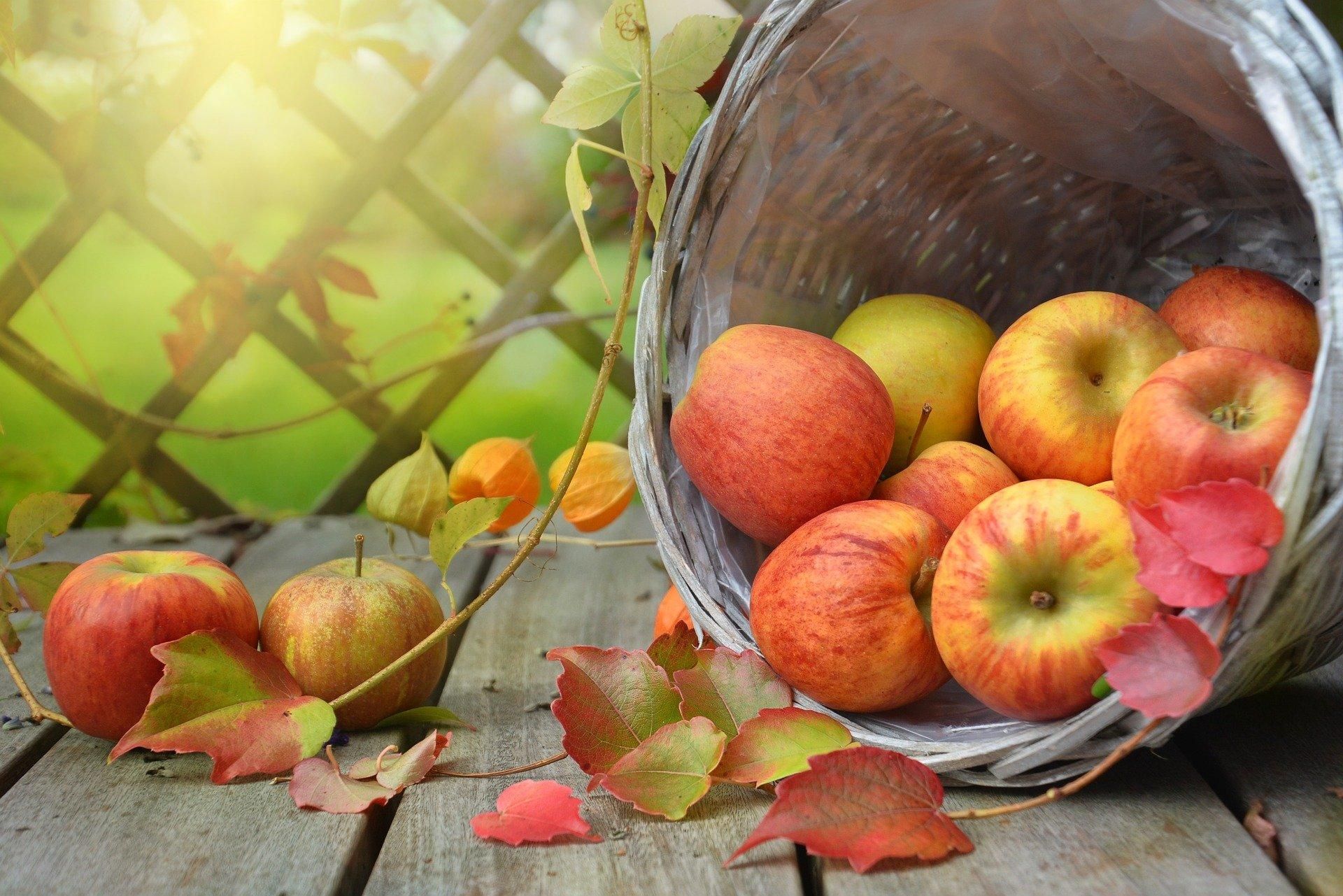 Настав сезон: чому варто додати яблука до свого раціону – 5 причин - Тренди