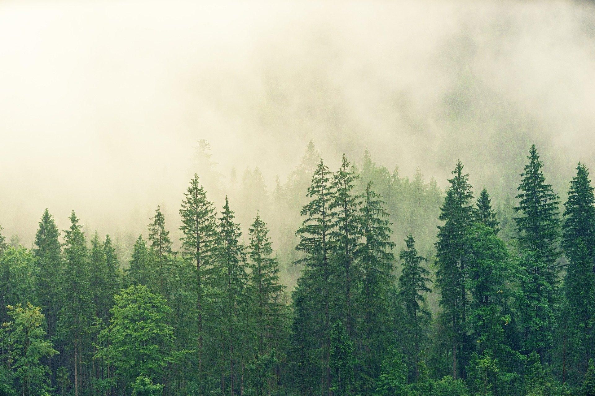 Понад 100 країн припинять вирубку лісів до 2030 року - Тренди