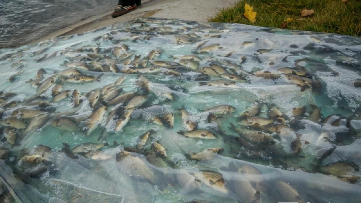 У Тернополі відновлюють екосистему міського озера - Новини Тернополя - Тренди У Тернополі відновлюють екосистему міського озера - Новини Тернополя - Тренди