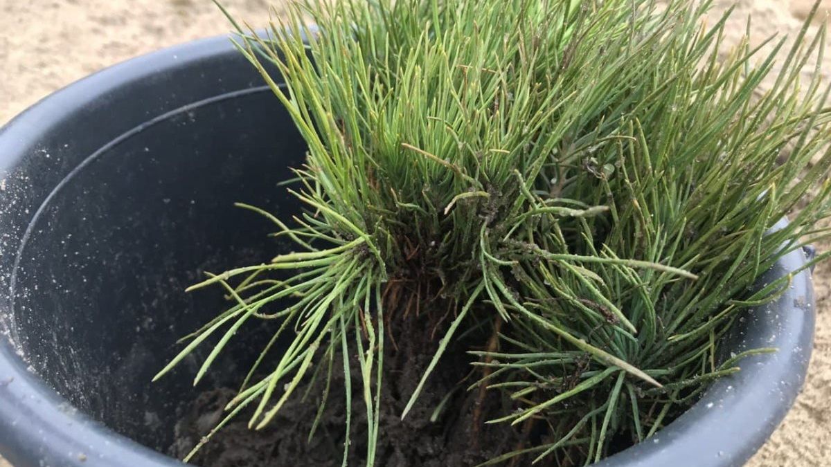 У найбільшому рукотворному лісі світу висадили 50 тисяч саджанців сосни кримської - Новини Херсона - Тренди У найбільшому рукотворному лісі світу висадили 50 тисяч саджанців сосни кримської - Новини Херсона - Тренди