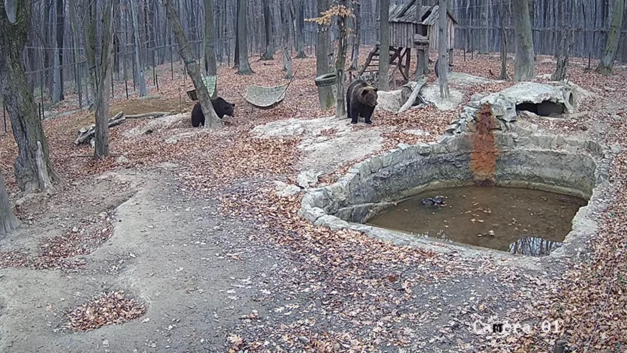 В Ивано-Франковской области установили камеры в вольерах животных - Новости Ивано-Франковска сегодня - Тренды В Ивано-Франковской области установили камеры в вольерах животных - Новости Ивано-Франковска сегодня - Тренды