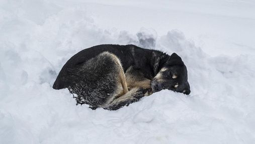 Для Гостомельського притулку збирають допомогу, щоб врятувати тварин від холодної зими