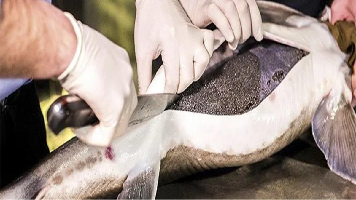 На Київщині підприємство запустило виробництво холодцю з осетра - Тренды На Київщині підприємство запустило виробництво холодцю з осетра - Тренды