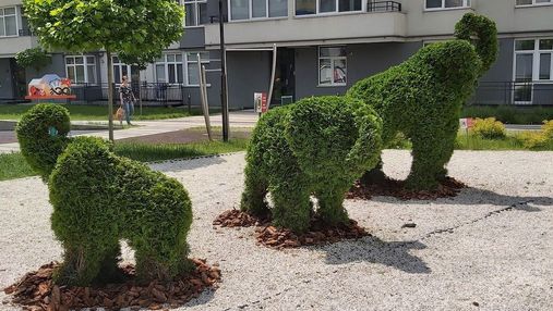 Во Львове жители многоэтажки высадили сад с топиарными фигурами