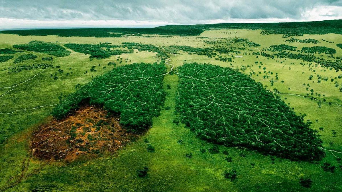 Евросоюз может запретить импорт товаров, связанных с вырубкой лесов - Тренды
