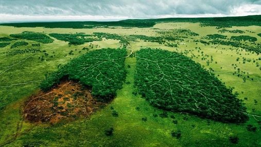 Евросоюз может запретить импорт товаров, связанных с вырубкой лесов