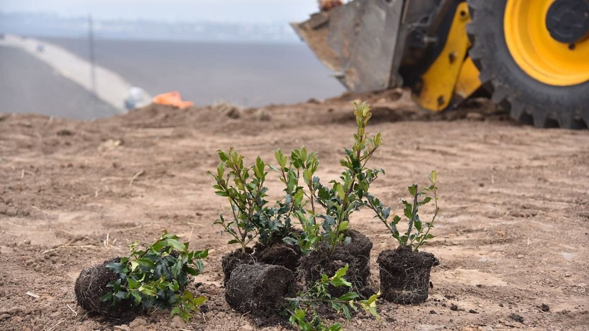 У Харкові на старому сміттєзвалищі висадили тисячі дерев і кущів - Новини Харків - Тренди У Харкові на старому сміттєзвалищі висадили тисячі дерев і кущів - Новини Харків - Тренди