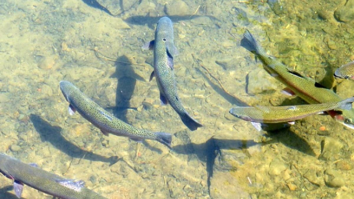 На Буковине мужчина превратил свалку в форелевую ферму - Новости Черновцов - Тренды На Буковине мужчина превратил свалку в форелевую ферму - Новости Черновцов - Тренды