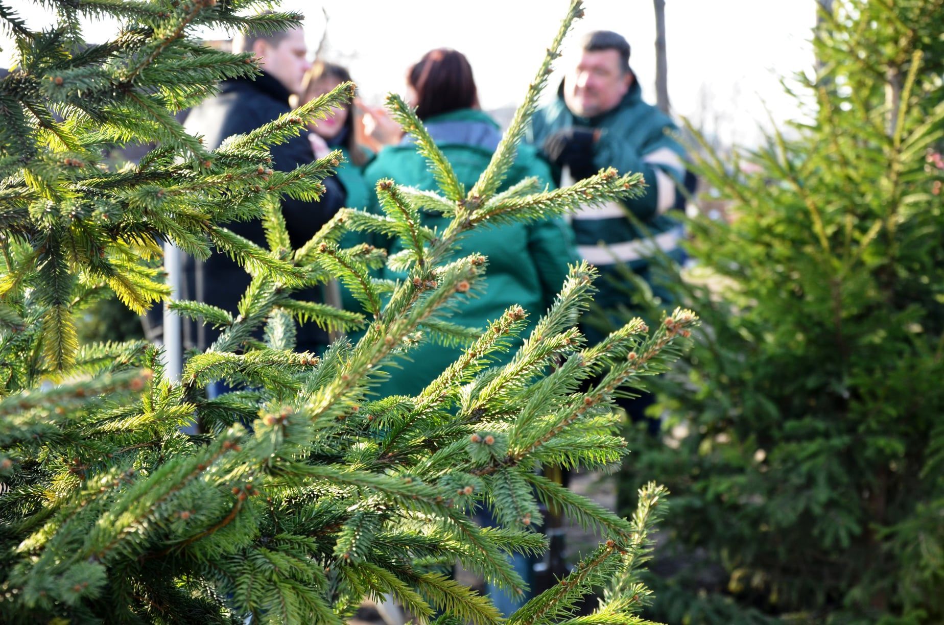 Вместо МАФов: в киевском парке высадили новые деревья - Тренды Вместо МАФов: в киевском парке высадили новые деревья - Тренды