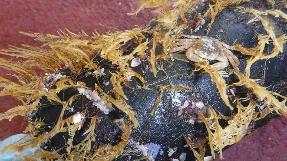 На мусорном пятне в Тихом океане появились растения и животные - Тренды