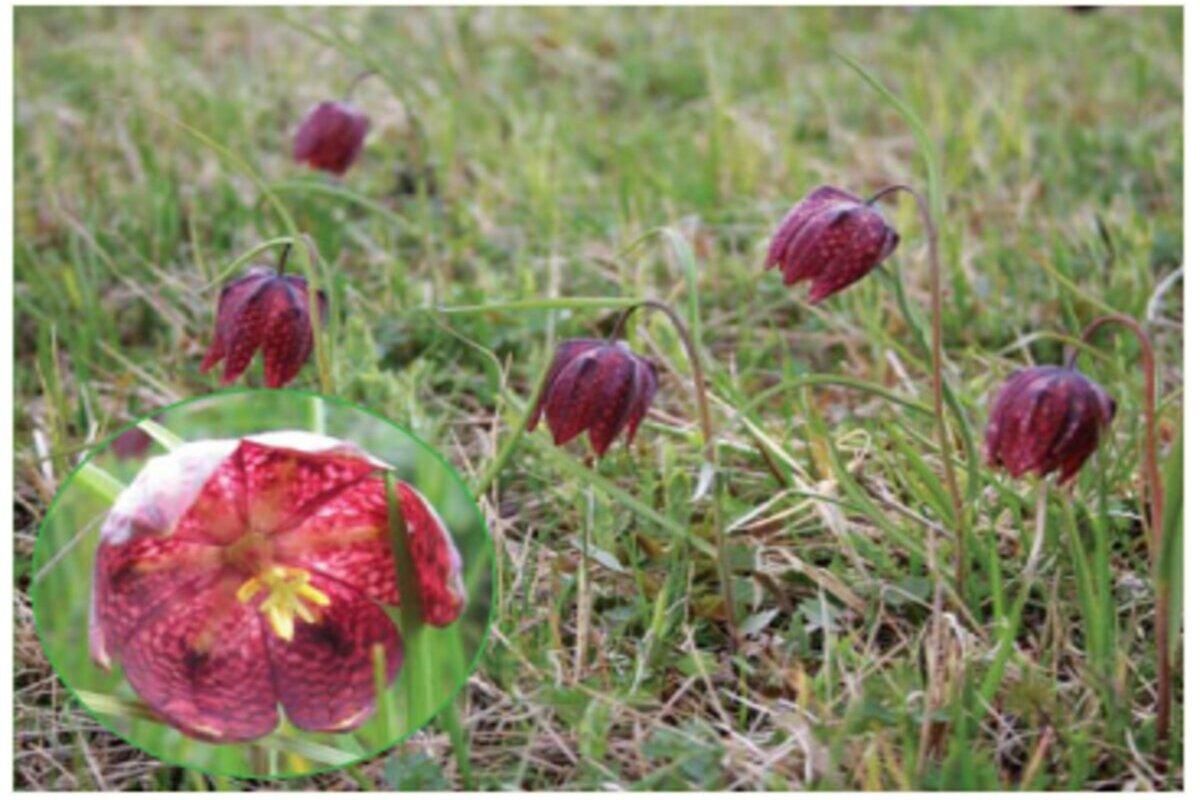 В Черкасской области создали новый ботанический заказник - Тренды В Черкасской области создали новый ботанический заказник - Тренды
