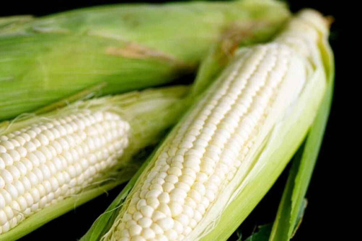 Корисний фудтренд: в Україні вивели новий сорт білої кукурудзи - Тренди