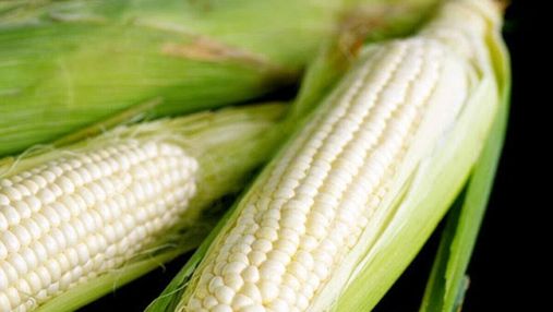 Полезный фудтренд: в Украине вывели новый сорт белой кукурузы