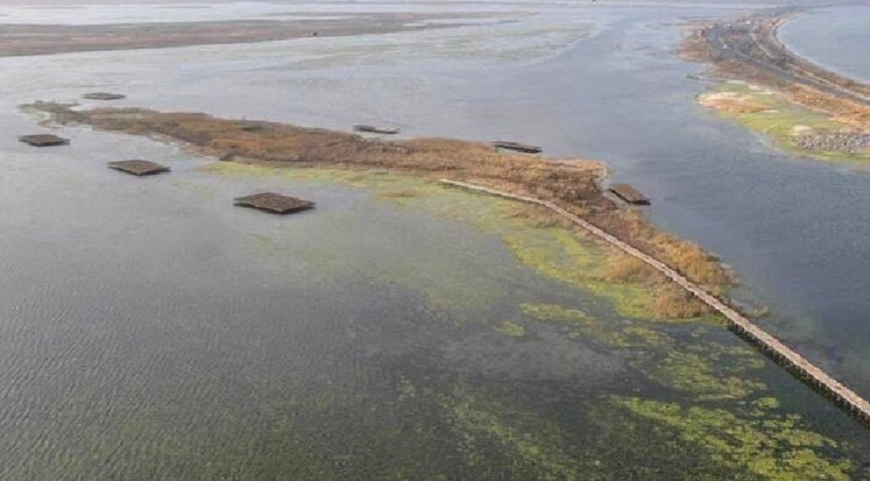 Популяция птиц: в Николаевской области построили искусственные острова для гнездования - Украина новости - Тренды Популяция птиц: в Николаевской области построили искусственные острова для гнездования - Украина новости - Тренды