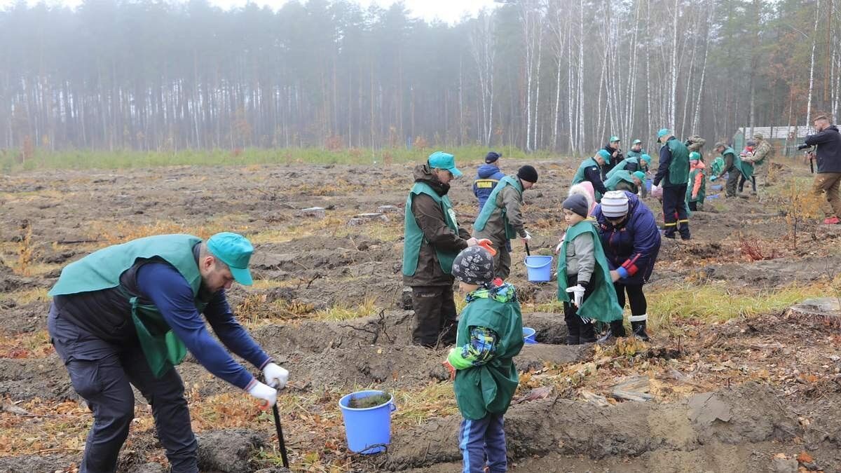 Держлісагентство за рік висадило чверть мільярда дерев - Україна новини - Тренди