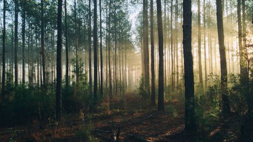  Полісся побило рекорд: Держлісагентство відзвітувало про висадку дерев у 2021 році