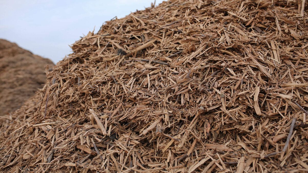 В Калифорнии древесные отходы будут перерабатывать в водород - Тренды