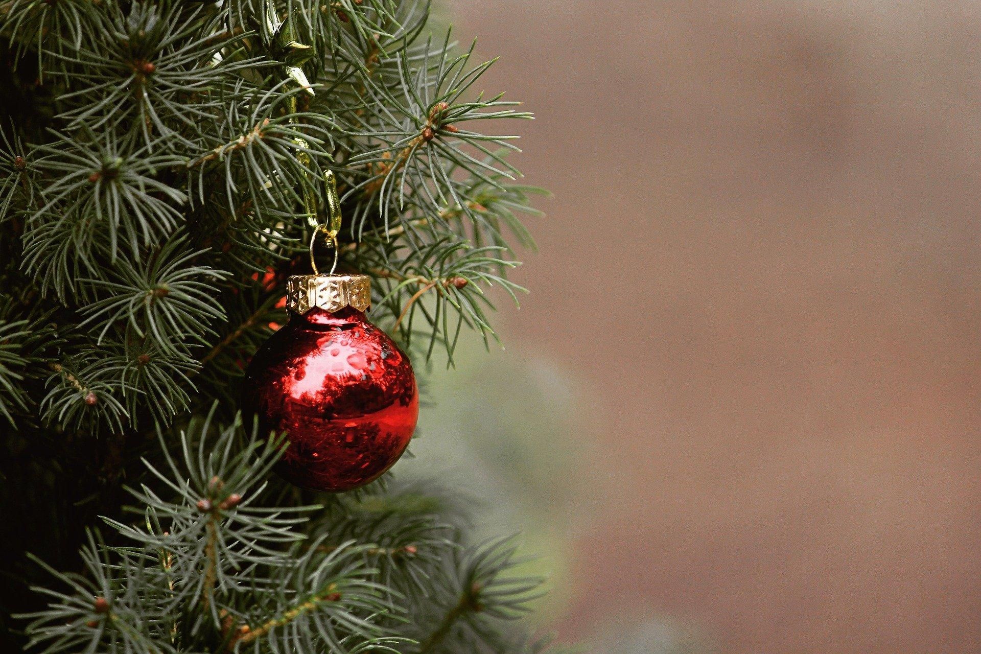 С пользой для окружающей среды: во Львове можно сдать новогодние елки на переработку - Тренды