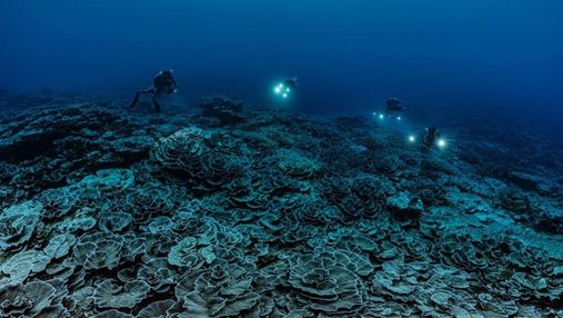Чарівний та недоторканий: на Таїті відкрили новий кораловий риф