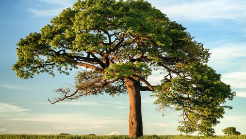 Скільки видів дерев існує на планеті: результати дослідження