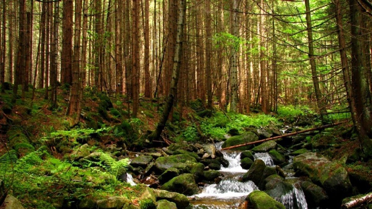 Українці люблять ліс і регулярно в ньому бувають: опитування - Україна новини - Тренди Українці люблять ліс і регулярно в ньому бувають: опитування - Україна новини - Тренди