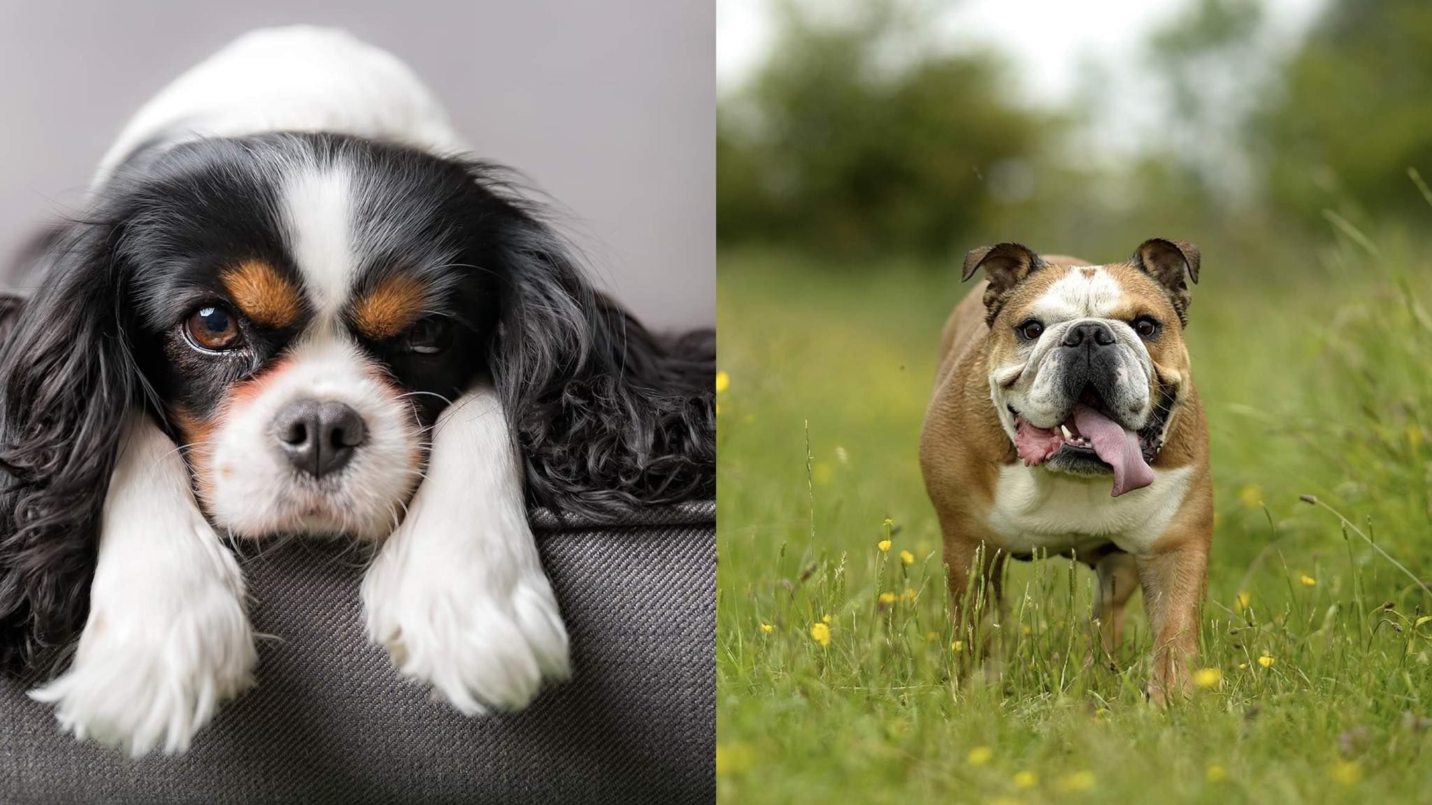 В Норвегии запретили разводить спаниелей и бульдогов - Тренды В Норвегии запретили разводить спаниелей и бульдогов - Тренды