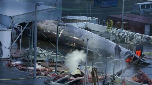 Ісландія має намір припинити китобійний промисел: коли це станеться
