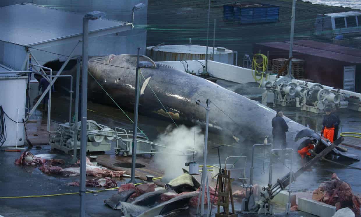 Исландия намерена прекратить китобойный промысел: когда это произойдет - Тренды