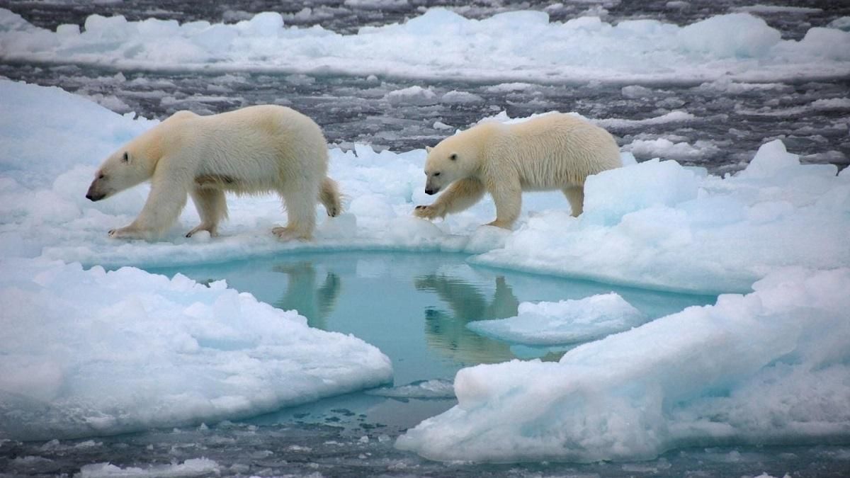 Потепління арктичної зими нещадно б'є по субтропіках Східної Азії - Новини в світі - Тренди