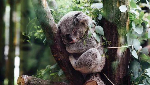 Потребують захисту: Австралія визнала коал зникаючим видом
