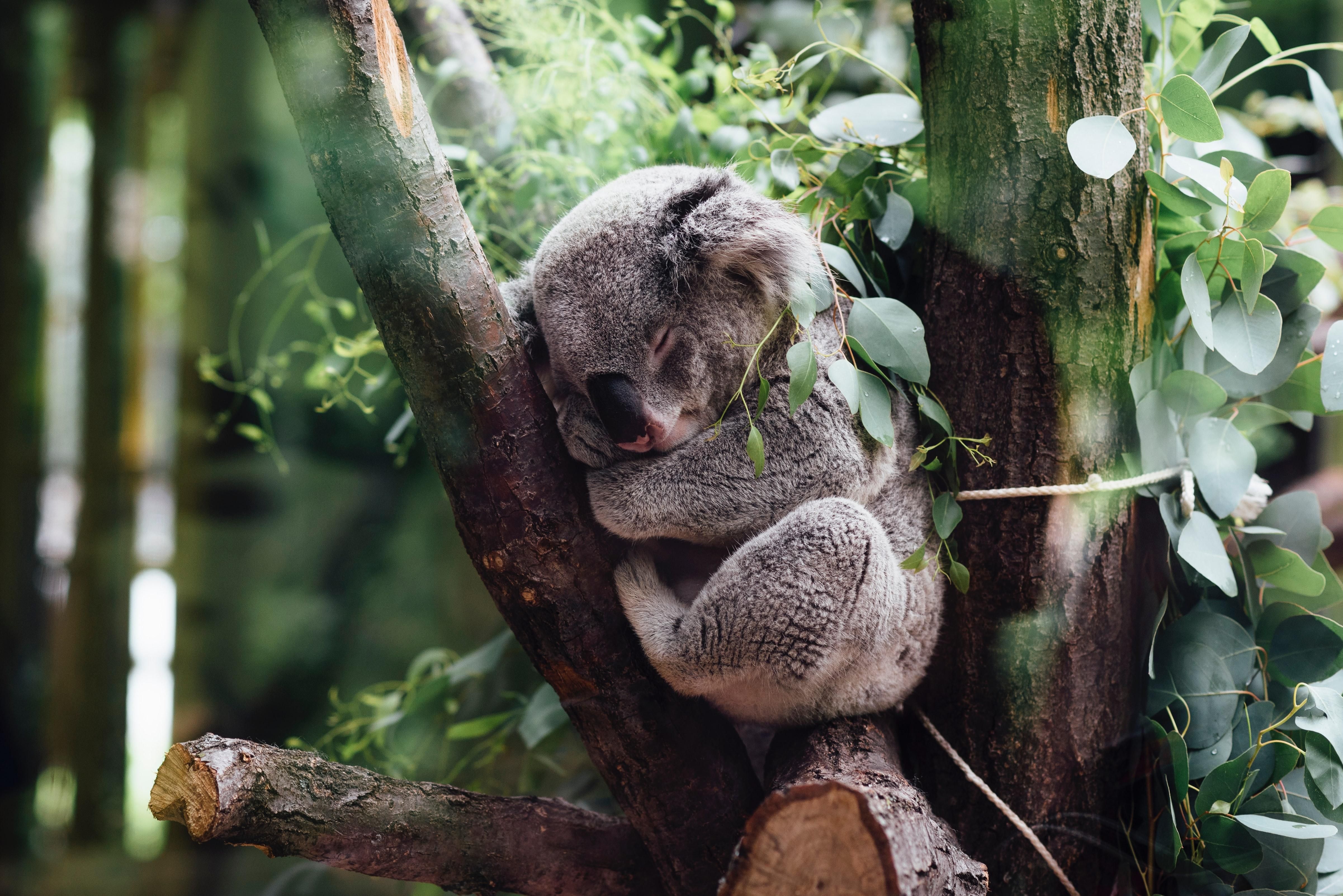 Нуждаются в защите: Австралия признала коал исчезающим видом - Тренды