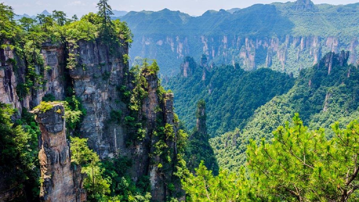 Самые невероятные леса в мире: фотоподборка - Новости в мире - Тренды