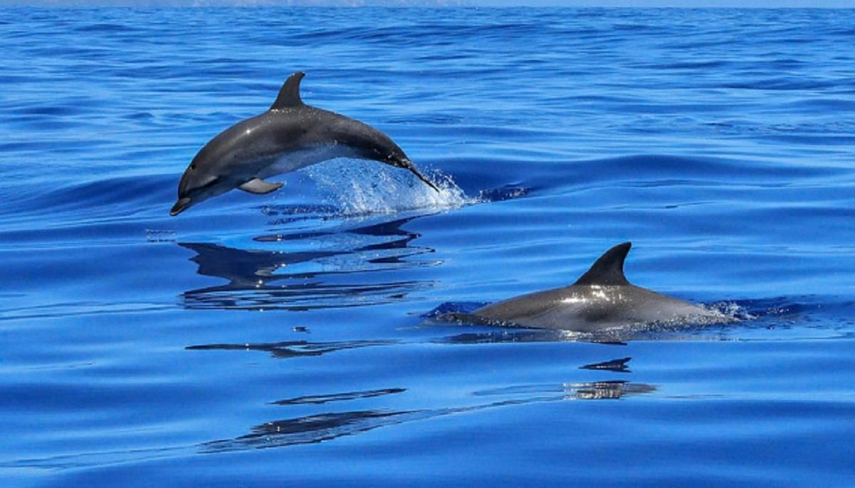 Популяция дельфинов Черного моря снижается: как им может помочь каждый - Тренды Популяция дельфинов Черного моря снижается: как им может помочь каждый - Тренды