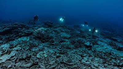 Волшебный и нетронутый: на Таити открыли новый коралловый риф